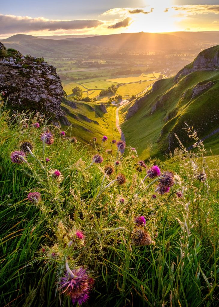 winnats pass, peak district, derbyshire, flower background, valley, countryside, sunshine, sunrise, landscape, beautiful flowers, flower wallpaper, summer, road, thistles, flowers, nature, sunlight